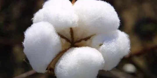 cotton 2