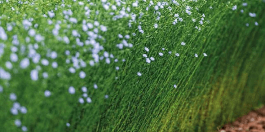 flax-growing-1