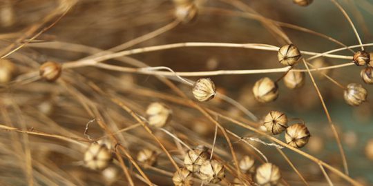 flax_color